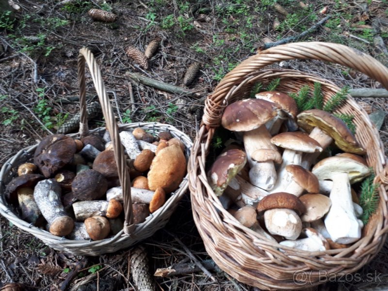 Šk Bodva klubová hubačka